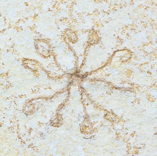 Floating Crinoid (Saccocoma) - Solnhofen Limestone #58296